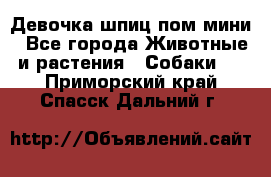 Девочка шпиц пом мини - Все города Животные и растения » Собаки   . Приморский край,Спасск-Дальний г.